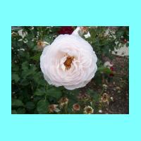 Conservatory 030.jpg